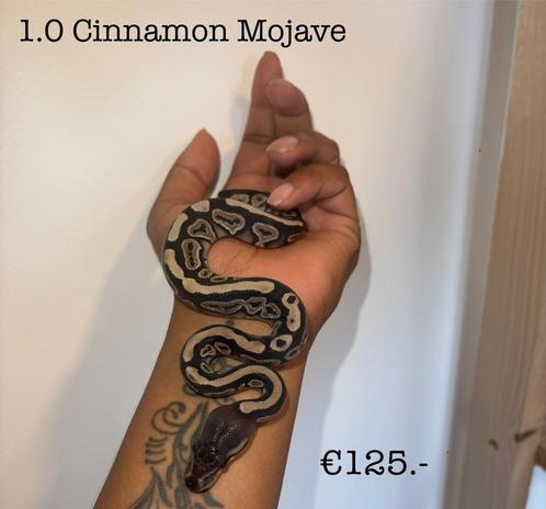 1.0 Cinnamon Mojave NK25, Dieren en Toebehoren, Reptielen en Amfibieën, Slang