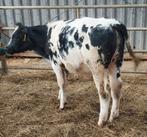 Blauw stier kalf, Dieren en Toebehoren, Mannelijk