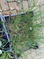 planten, rietgras, lampenpoetsergras, Tuin en Terras, Planten | Tuinplanten, Ophalen, Overige soorten, Volle zon