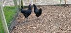 Jonge kip/ hen en haan Australorp groot., Dieren en Toebehoren, Pluimvee, Mannelijk, Kip