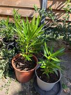Oleander stekjes, Volle zon, Vaste plant, Zomer, Ophalen