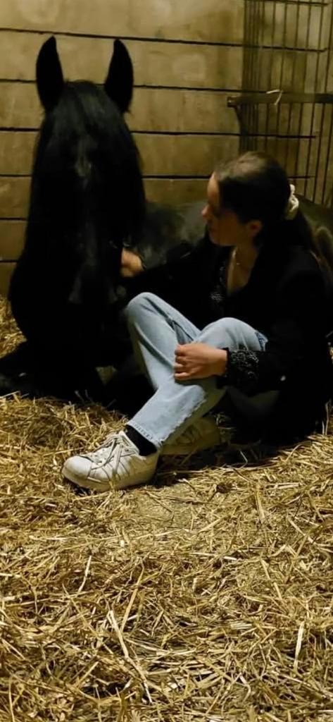 Verzorgpony/paard/ ruiter/ lease pony/ leasepaard gezocht, Dieren en Toebehoren, Paarden en Pony's | Verzorgingsproducten, Nieuw