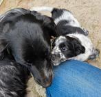 Knappe en speelse kruising Friese Stabij  Kooiker puppy's!, CDV (hondenziekte), Particulier, Meerdere, 8 tot 15 weken