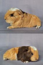 Vier jonge Ch teddy beertjes - choco + beige driekleur, Dieren en Toebehoren, Knaagdieren, Cavia, Mannelijk, Tam, September