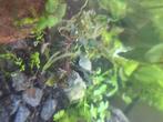 bucephalandra kedagang aquarium plant, Dieren en Toebehoren, Ophalen, Nieuw, Plant(en), Steen of Hout