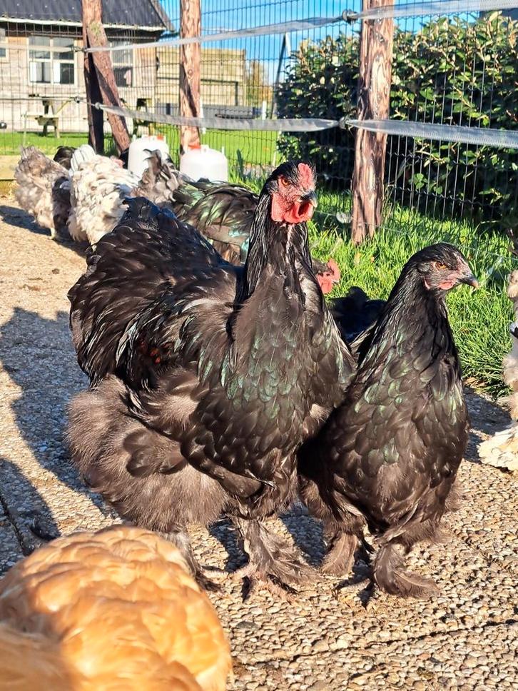 Jonge zwarte haan, Dieren en Toebehoren, Pluimvee, Kip, Mannelijk