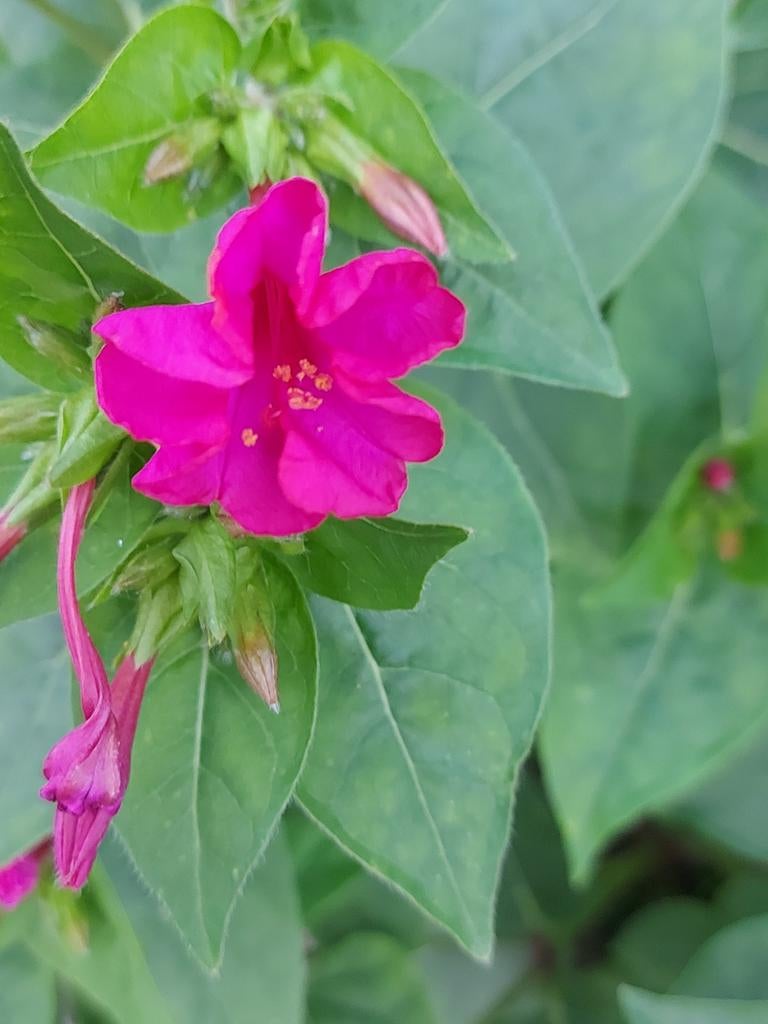 Mirabilis Jalapa Fuchsia, Ophalen of Verzenden, Volle zon, Zaad