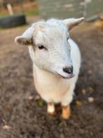 Dwerggeit te koop, Dieren en Toebehoren, Schapen, Geiten en Varkens, Vrouwelijk, Geit
