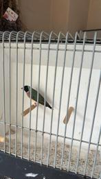 te koop koppels gouldamadines, Meerdere dieren, Tropenvogel