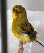 Norwich kanarie, Dieren en Toebehoren, Mannelijk, Kleurkanarie