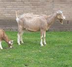 Mooie Toggenburger met stamboom geit te koop, Vrouwelijk, Geit
