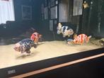 Diversen HQ ranchu inc aquarium, Vis