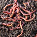 60🐯🪱 Tijgerwormen Eisenia Fetida compostwormen wormenhotel, Tuin en Terras, Aarde en Mest, Ophalen, Tuinaarde