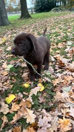 Bruine labrador pup reu 9 weken oud, Dieren en Toebehoren, Rabiës (hondsdolheid), 8 tot 15 weken, Labrador retriever, Meerdere