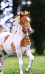 Super mooie bonte shetlander hengst veulen, Dieren en Toebehoren, 0 tot 2 jaar, Hengst, A pony (tot 1.17m), Gechipt