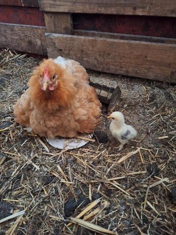 Cochin kriel hen met 1 kuiken beschikbaar voor biedingen