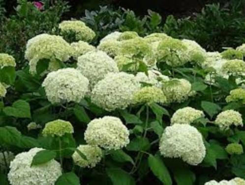 **Hydrangea arborescens annabel, wit bloeiende bol hortensia, Tuin en Terras, Planten | Struiken en Hagen, Struik, Hortensia, Minder dan 100 cm