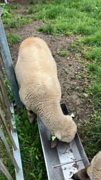 Te koop hampshire down rammen, Dieren en Toebehoren, Schapen, Geiten en Varkens, Mannelijk, Schaap
