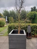 Twee oude perenbomen in bak, Ophalen, Minder dan 100 cm, Lente, Overige soorten