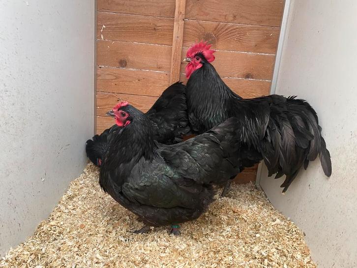 Haan en 2 hennen zwarte australorp OPHALEN HASSELT BELGIE, Dieren en Toebehoren, Pluimvee, Kip, Meerdere dieren