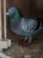 Postduiven, Dieren en Toebehoren, Vogels | Duiven, Mannelijk, Postduif
