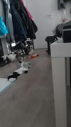 Zoek u 1 dag oppas, Ophalen