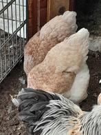 Brahma groot, Dieren en Toebehoren, Pluimvee, Meerdere dieren, Kip