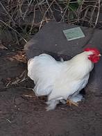 Cochin haan, Dieren en Toebehoren, Mannelijk, Kip