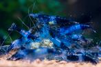 Neocaridina Blue Rilli Garnaal, Dieren en Toebehoren, Kreeft, Krab of Garnaal