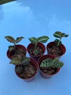 5 jewel orchids , bladorchideeen, Verzenden, Overige soorten, Minder dan 100 cm