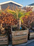 Palm te koop., Tuin en Terras, Volle zon, Ophalen of Verzenden, 100 tot 250 cm, Zomer