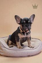 Mooiste raszuivere Franse Bulldog pups van NL., Dieren en Toebehoren, Nederland, Rabiës (hondsdolheid), 15 weken tot 1 jaar, Bulldog