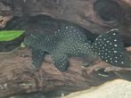 L240 Galaxy Pleco (Vampire Pleco) – ca. 17 cm – vermoedelijk, Vis