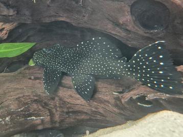 L240 Galaxy Pleco (Vampire Pleco) – ca. 17 cm – vermoedelijk beschikbaar voor biedingen
