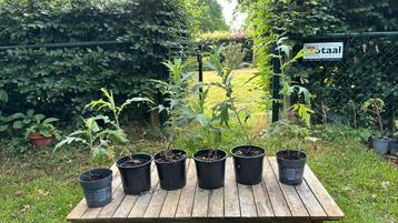 Kogeldistel - Echinops beschikbaar voor biedingen