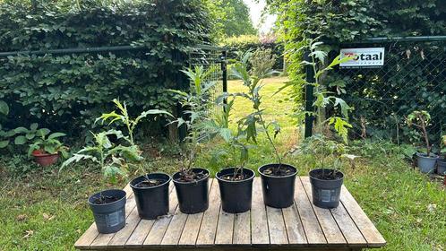 Kogeldistel - Echinops, Tuin en Terras, Planten | Struiken en Hagen, Overige soorten, Ophalen