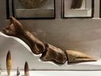 Spinosaurus voetklauw, Verzamelen, Mineralen en Fossielen, Ophalen, Fossiel