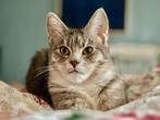 Gouden mandje gezocht voor halve Maine Coon poes, Dieren en Toebehoren, Katten en Kittens | Dekkaters, 0 tot 2 jaar