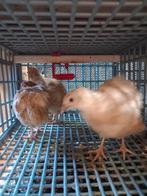 Oranje japanse kwartels, Dieren en Toebehoren, Meerdere dieren, Overige soorten