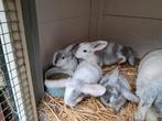Te koop hele lieve jonge hangoor konijntjes, Dieren en Toebehoren, Meerdere dieren, Middelgroot, Hangoor, 0 tot 2 jaar
