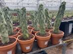 Cactus Lophocereus Schotti Monstruosa  Totempaal cactus P 19, Huis en Inrichting, Ophalen of Verzenden, Minder dan 100 cm, Bloeiende kamerplant