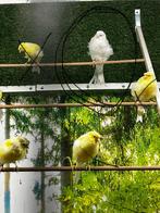 Barisan Kanari, Meerdere dieren