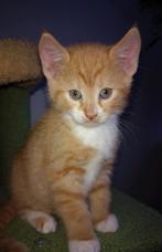 🩵GERESERVEERD Europese korthaar kitten te koop🩵, Kater, Ontwormd