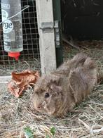 Gratis lieve Cavia 1,5jr oud zeugje,  evt. Inclusief hok, Dieren en Toebehoren, Februari, Vrouwelijk, Cavia