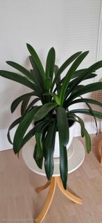 Clivia, makkelijke plant., Ophalen, Overige soorten, Minder dan 100 cm