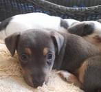Jack Russell pup, Dieren en Toebehoren, Standaard, 8 tot 15 weken, Korthaar, Meerdere