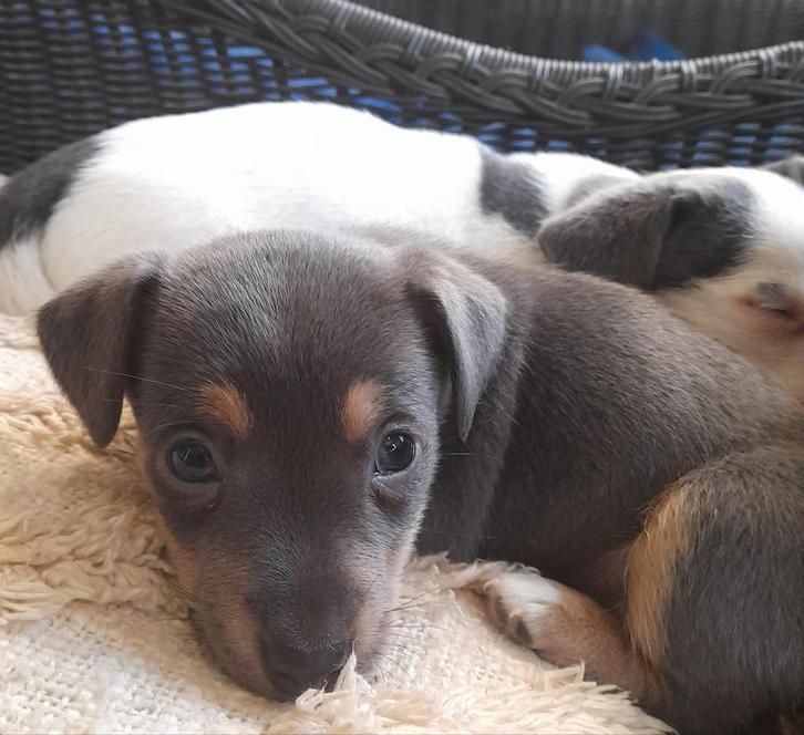 Jack Russell pup, Dieren en Toebehoren, Honden | Teckels en Dashonden, Meerdere dieren, Korthaar, Standaard, Particulier, Meerdere