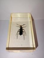 insect in epoxy hars 02, Ophalen of Verzenden, Nieuw, Insect, Beeldje of Figuurtje