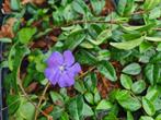 Vinca Minor (kleine maagdenpalm) bodembedekker blauw of wit, Bodembedekkers, Vaste plant, Ophalen of Verzenden, Halfschaduw