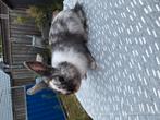 Leuk konijn te koop, Dieren en Toebehoren, April, Mannelijk